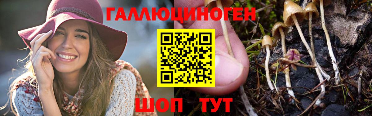 Галлюциногенные грибы прущие грибы  Псилоцибиновые грибы Psilocybine cubensis  Вход с VPN  Сокол 