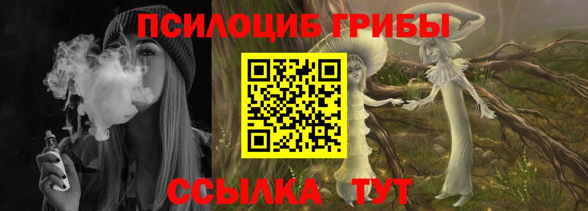 Псилоцибиновые грибы Psilocybe Сокол